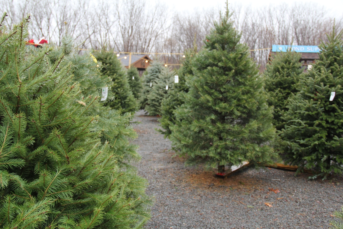 Holiday items available at Edward's Garden Center